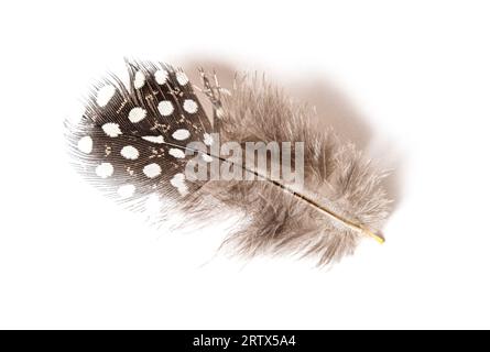 Black and white Spotted feather of a Helmeted guineafowl, Numida meleagris, isolated on white Stock Photo