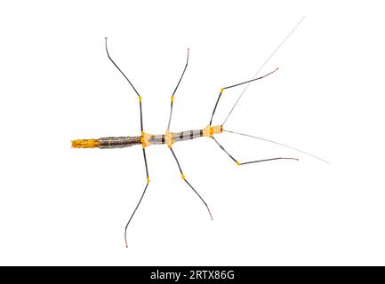 Peruvian stick insect View from above, Oreophoetes peruana, isolated on white Stock Photo
