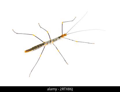 Peruvian stick insect View from above, Oreophoetes peruana, isolated on white Stock Photo