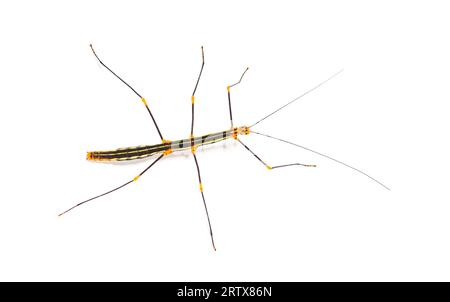 Peruvian stick insect, Oreophoetes peruana, isolated on white Stock Photo