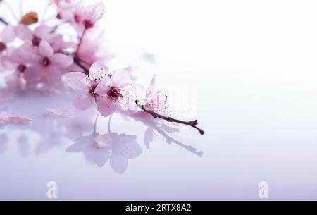 Spring greeting card. Blooming pink branch on a light background Stock Photo