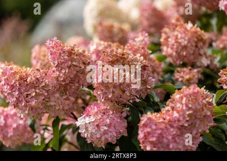 Hydrangea paniculata Vanille Fraise on a stem Stock Photo