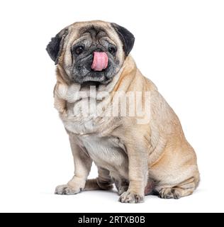 Seven Years old Pug dog sitting and licking itself, isolated on white Stock Photo
