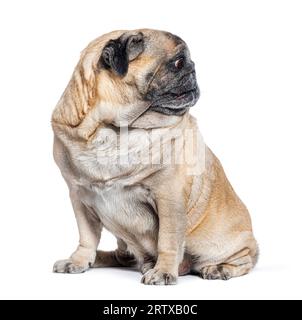 Seven Years old Pug dog sitting and looking away on its left, perfect profile head, isolated on white Stock Photo