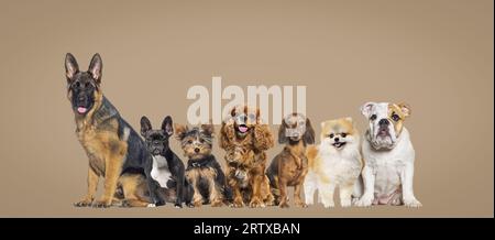 Group of dogs of different sizes and breeds looking at the camera, some cute, panting or happy, together in a row on brown pastel background Stock Photo