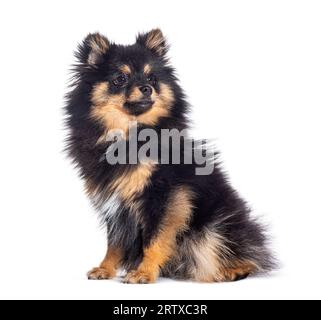 Bicolor Spitz dog sitting looking away, isolated on white Stock Photo