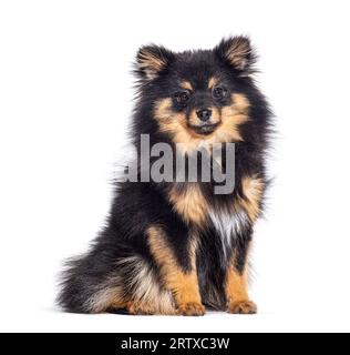 Bicolor Spitz dog sitting and looking at camera, isolated on white Stock Photo