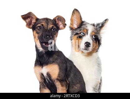 Two dogs, one is Aggressive and growling showing its fangs, isolated on white Stock Photo
