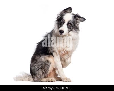 Border collie dog sit in front and holding the camera with a suspicious and serious look, isolated on white Stock Photo