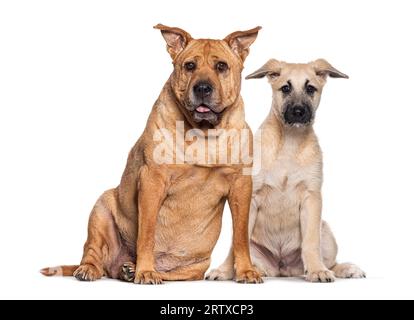 Two dogs sitting together as old friends, isolated on white Stock Photo