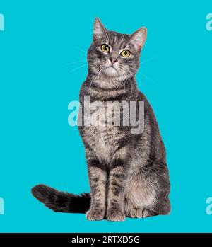 Grey tabby cat sitting and looking at the camera, isolated on blue Stock Photo