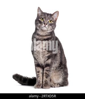 Grey tabby cat sitting and looking at the camera, isolated on white Stock Photo