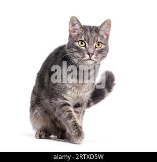 Grey tabby cat walking towards, isolated on white Stock Photo
