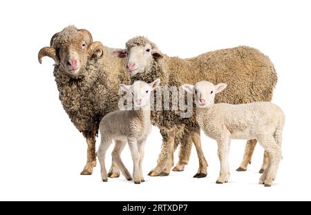 Ram and Ewe Sopravissana sheep with her lambs, isolated on white Stock Photo