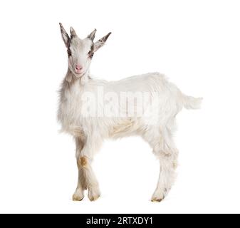 Young kid Girgentana goat, sicilian breed, isolated on white Stock Photo