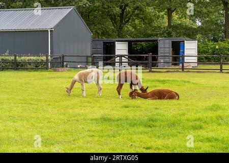 Two brown alpacas and a white alpaca are eating and lounging on green grass meadow. Curious funny animals on meadow wear a halter. camelid. Wool of Stock Photo