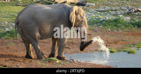 African elephant at Okaukuejo waterhole, Etosha National Park, Namibia Stock Photo