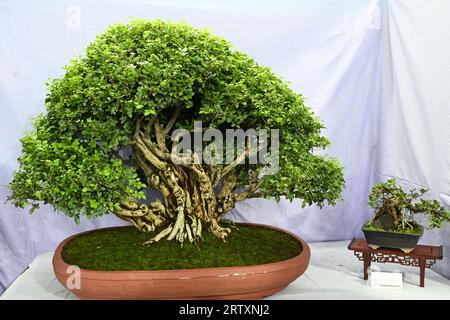 Miniature tree (Bansai tree) displayed in the exhibition in Dhaka, Bangladesh, on September 15, 2023. Bangladesh Bansai Society organized a 4 days 23rd annual Bansai tree (miniature tree) exhibition 2023 in Dhaka. Stock Photo