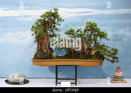 Miniature tree (Bansai tree) displayed in the exhibition in Dhaka, Bangladesh, on September 15, 2023. Bangladesh Bansai Society organized a 4 days 23rd annual Bansai tree (miniature tree) exhibition 2023 in Dhaka. Stock Photo