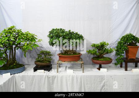 Miniature tree (Bansai tree) displayed in the exhibition in Dhaka, Bangladesh, on September 15, 2023. Bangladesh Bansai Society organized a 4 days 23rd annual Bansai tree (miniature tree) exhibition 2023 in Dhaka. Stock Photo