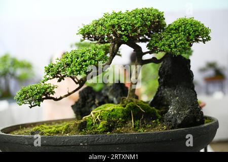 Miniature tree (Bansai tree) displayed in the exhibition in Dhaka, Bangladesh, on September 15, 2023. Bangladesh Bansai Society organized a 4 days 23rd annual Bansai tree (miniature tree) exhibition 2023 in Dhaka. Stock Photo