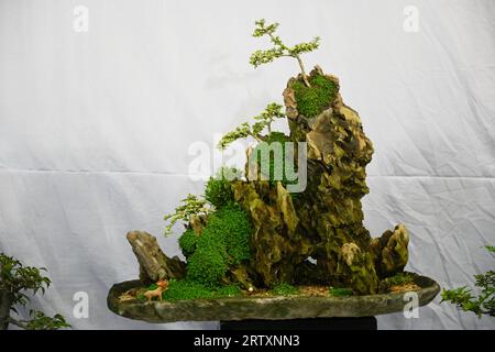 Miniature tree (Bansai tree) displayed in the exhibition in Dhaka, Bangladesh, on September 15, 2023. Bangladesh Bansai Society organized a 4 days 23rd annual Bansai tree (miniature tree) exhibition 2023 in Dhaka. Stock Photo