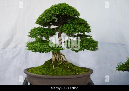 Miniature tree (Bansai tree) displayed in the exhibition in Dhaka, Bangladesh, on September 15, 2023. Bangladesh Bansai Society organized a 4 days 23rd annual Bansai tree (miniature tree) exhibition 2023 in Dhaka. Stock Photo