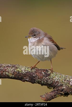 Common Whitethroat (Sylvia communis) adult female perched on dead branch  Eccles-on-sea, Norfolk, UK.   August Stock Photo