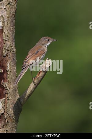 Common Whitethroat (Sylvia communis) adult female perched on dead branch  Eccles-on-sea, Norfolk, UK.   August Stock Photo