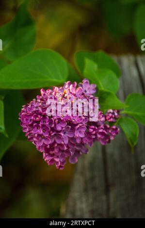 Purple lilac flower (Syringa vulgaris) Stock Photo