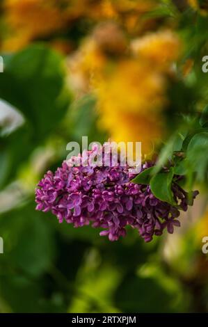 Purple lilac flower (Syringa vulgaris) Stock Photo