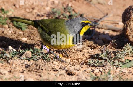 Bokmakierie (Telophorus zeylonus), Addo Elephant National Park, Port Elizabeth, South Africa Stock Photo