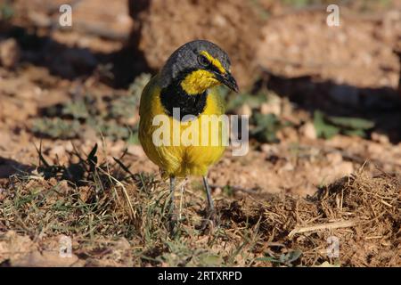 Bokmakierie (Telophorus zeylonus), Addo Elephant National Park, Port Elizabeth, South Africa Stock Photo