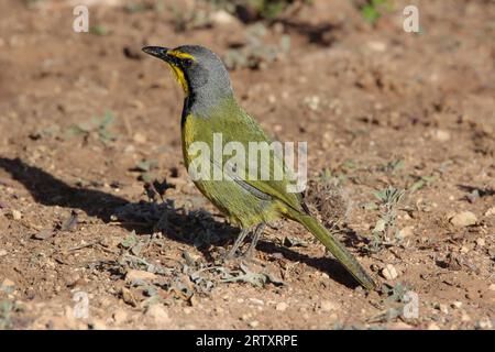 Bokmakierie (Telophorus zeylonus), Addo Elephant National Park, Port Elizabeth, South Africa Stock Photo