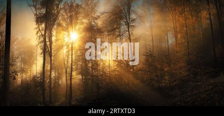 Magnificent moments in a forest with sunlit mist. The sun majestically shines through the fog and the silhouettes of trees in the woods in autumn, pan Stock Photo