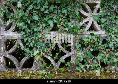 Ivy growing through a garden wall made of decorative concrete blocks Stock Photo