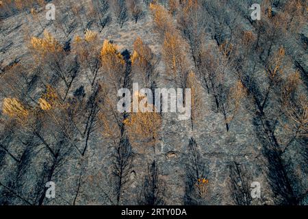 An aerial view of a burnt pine forest Stock Photo - Alamy