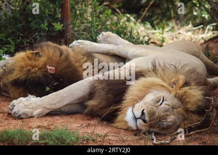 Two lions sleeping on safari Stock Photo