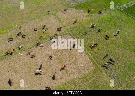 Livestock grazing on spring meadows at Jamalpur in Sunamganj, Bangladesh. Stock Photo