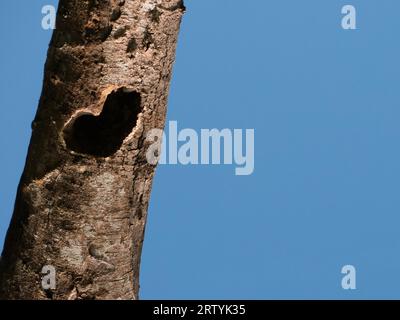 heart shaped hole in the trunk of a tree with blue sky at the background copy space Stock Photo