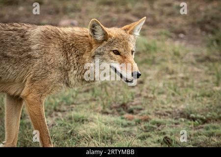 young coyote staring while hunting Stock Photo