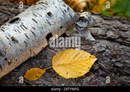 Still life in the autumn woods with aspen branch and yellow leaves Stock Photo