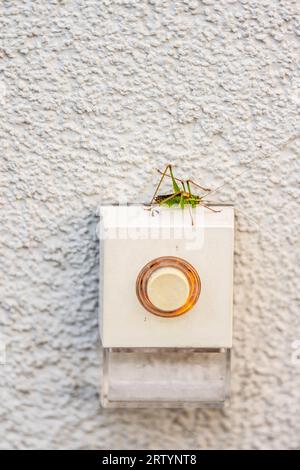 Small green grasshopper resting on top of a doorbell Stock Photo