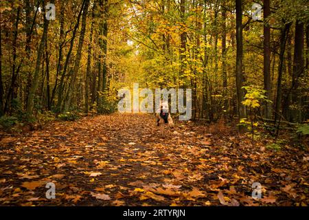 dog running through autumn forest Stock Photo