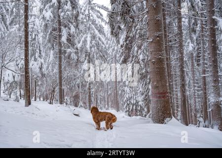 dog walking in snow forest Stock Photo