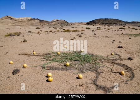 Namib: Wild melons (Tsamma melons, Citrullus ecirrhosus) in the Namib ...