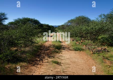TimBila Nature Reserve: Lane through thick bush, northeast of Omaruru, Erongo Region, Namibia Stock Photo
