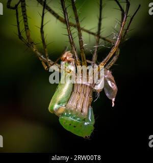 A female Green Lynx Spider (Peucetia viridans) is in the process of molting, shedding her exoskeleton. Raleigh, NC. Stock Photo