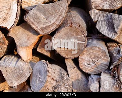 Stack of cutted pine tree logs in forest. Stock Photo