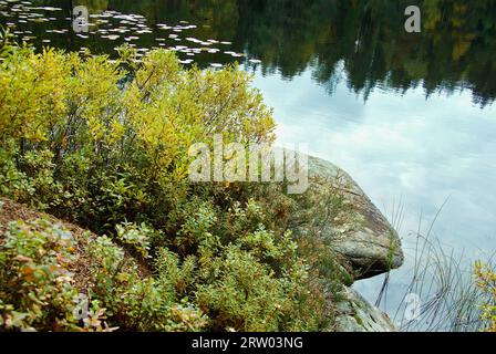 Woodland tarn with cloud reflections and fall colored sweet gale plants. Stock Photo
